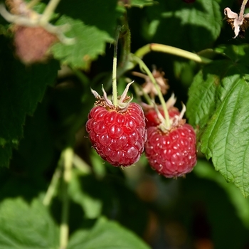 Rubus idaeus 'Canby Red'