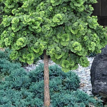 Ginkgo biloba 'Troll' 
