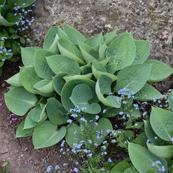 Hosta 'Prairie Sky' PP17309