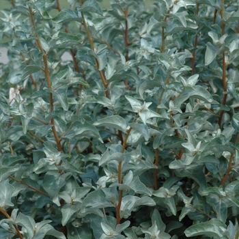 Elaeagnus commutata