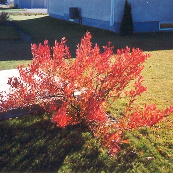 Prunus besseyi