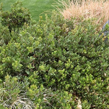 Arctostaphylos x coloradensis 'Chieftain' 