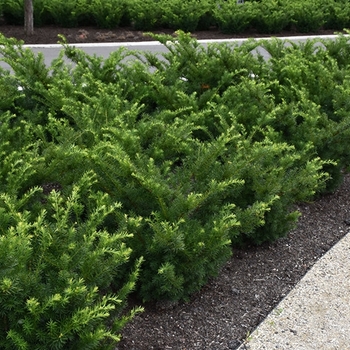 Taxus x media 'Fairview' 