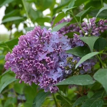 Syringa vulgaris 'Congo' 