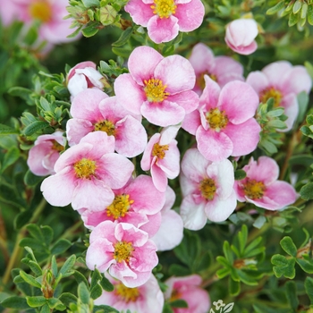 Potentilla fruticosa 'Hachapp' PPAF