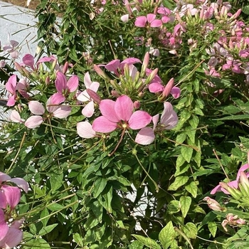Cleome hassleriana 'Clio Pink Lady' 