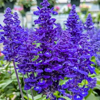 Salvia farinacea
