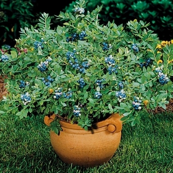 Vaccinium 'Northsky'