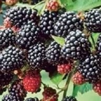 Rubus 'Twilight' PP30879