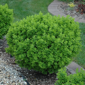 Caragana frutex 'Globosa'