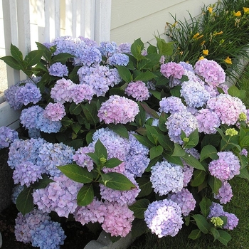 Hydrangea macrophylla 'All Summer Beauty' 