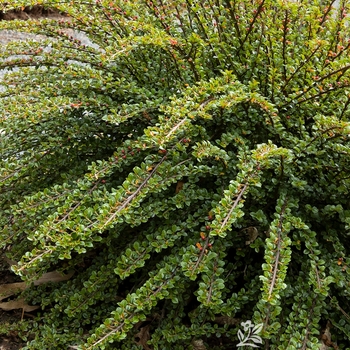 Cotoneaster apiculatus 'Tom Thumb'