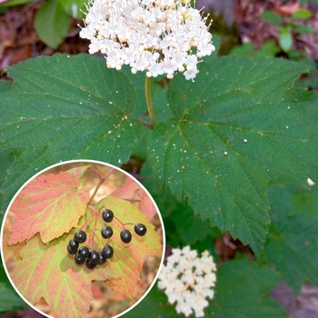 Viburnum acerifolium