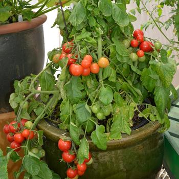 Solanum lycopersicon 'Tumbler' (333531)