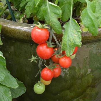 Solanum lycopersicon 'Tumbler' 