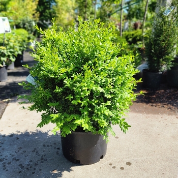 Buxus microphylla 'Julia Jane'