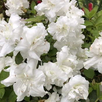 Rhododendron Shammarello hybrid 'Helen Curtis' 