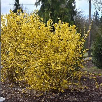 Forsythia 'SMFXGP' USPP30,108P2