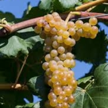 Vitis 'Itasca' PP29,847