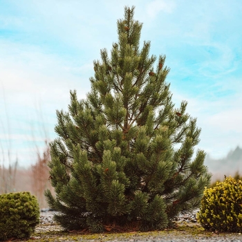 Pinus mugo 'Tannenbaum'