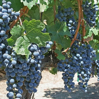 Vitis 'Marquette' PP19,579