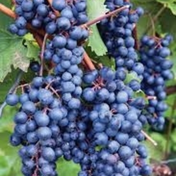 Vitis labrusca 'Concord Seedless'