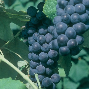 Vitis 'St. Theresa Seedless' 