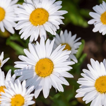 Leucanthemum 'Multiple Varieties'
