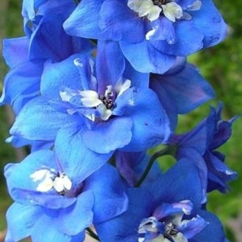 Delphinium elatum 'Blue Bird' 