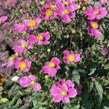 Anemone 'Dawn Breaker'