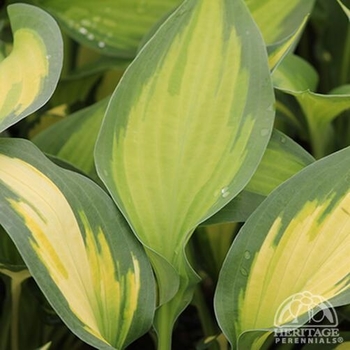 Hosta 'Forbidden Fruit' PPAF
