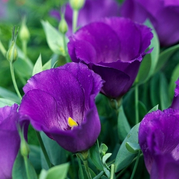 Eustoma grandiflora