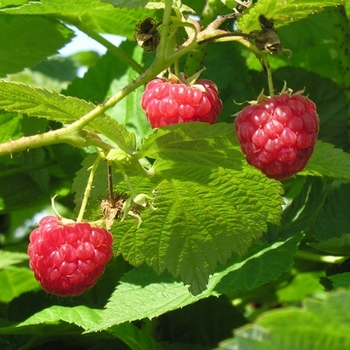 Rubus 'Killarney'