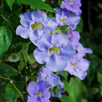 Thunbergia grandiflora