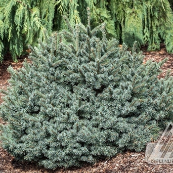 Picea engelmannii 'Jasper' 
