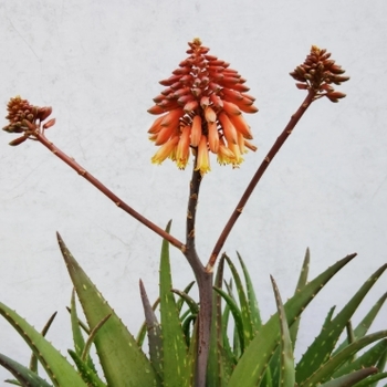Aloe rudikoppe 'Little Red Riding Hood'