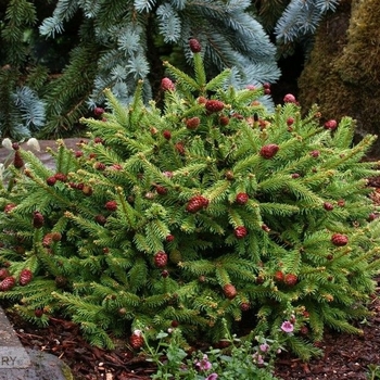 Picea abies 'Pusch'