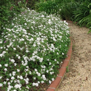 Lantana montevidensis 'Monma' PP20,177
