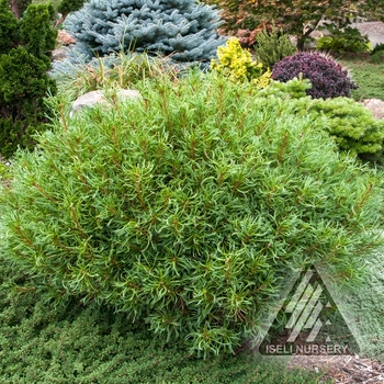 Pinus strobus 'Mini Twists'