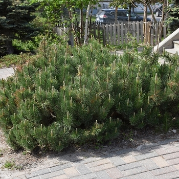 Pinus mugo var. pumilio