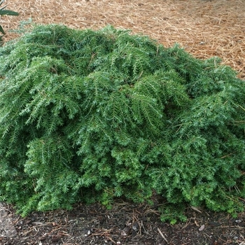 Tsuga canadensis 'Jeddeloh'