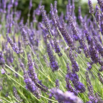 Lavandula x intermedia