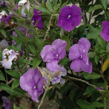 Brunfelsia pauciflora