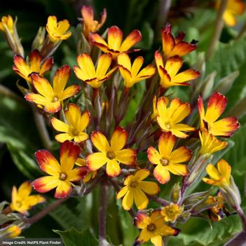 Primula vulgaris 'Oakleaf Yellow Picotee'