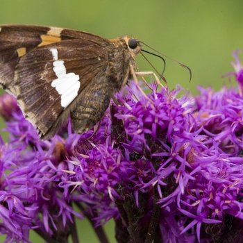 Vernonia fasciculata