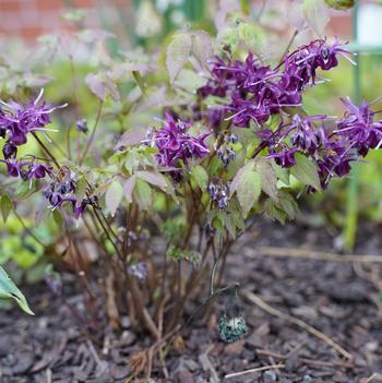Epimedium grandiflorum 'Purple Prince'