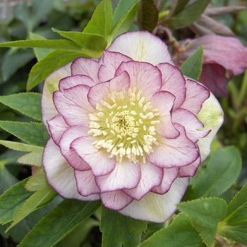 Helleborus 'Picotee' PP29829P2