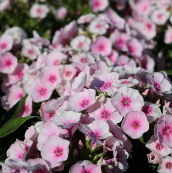 Phlox paniculata 'Pro Baby Doll' USPP29574P2