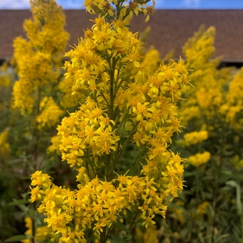 Solidago speciosa