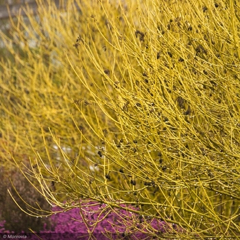 Cornus sericea 'Bud's Yellow'